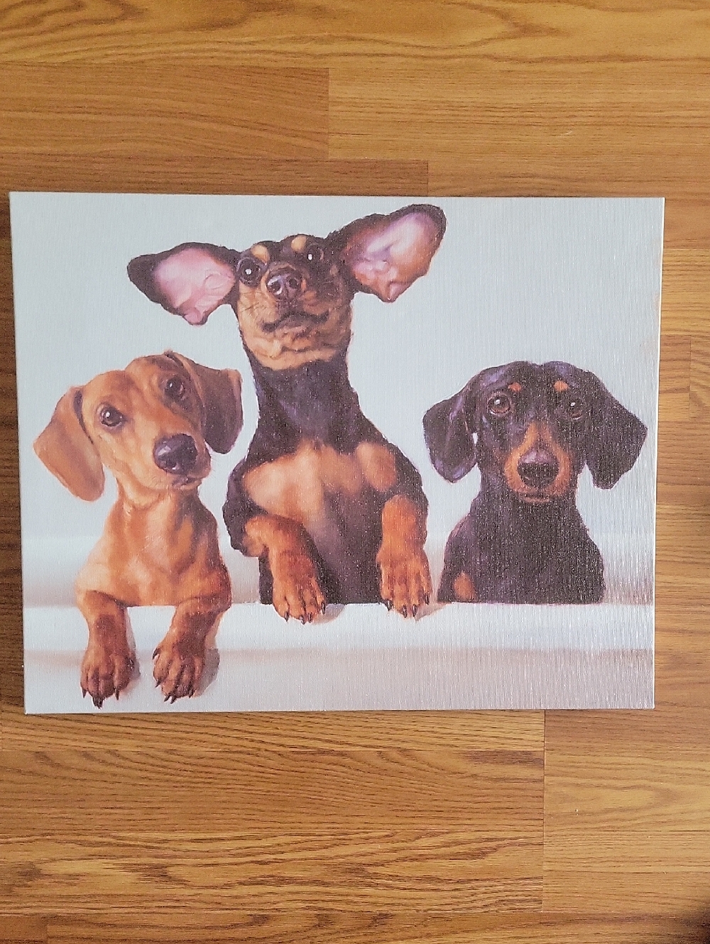 Dog Art Canvas Print - Trio of Dachshunds in Tan, Black, and Brown